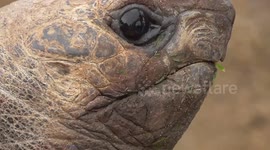 Zoo keepers try to distract curious giant tortoise while its mate is getting a medical
