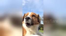 Newsflare Edit - Cute Singing Dog with Violin