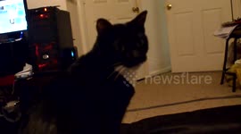 Cat seems aware Hurricane Matthew's about to hit in 'calm before the storm' video