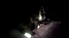 Cute kitty sneezes