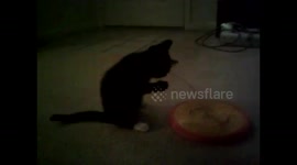 Cute 2 month old tuxedo kitten playing with rattle toy