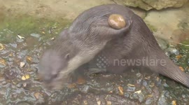 Adorable juggling otter can't stop playing with stone
