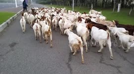 Couple filmed herding their sheep in the middle of a road