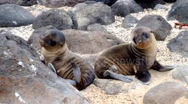 Baby sea lions play together in the Galapagos Islands