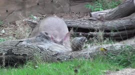 Feisty meerkat sees off two aardvarks