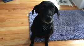 Dog stops wagging tail on demand