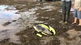 Stranded seal rescued from golf course in Cornwall