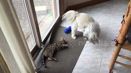 Bengal Cat Attacks Dog