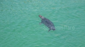 Seal nearly gets run over by fishing boat in Newquay Harbour