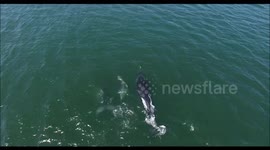 Whales Breaching and tail slapping