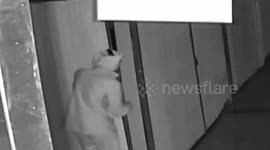 Hapless thieves drop ID card while attempting to rob shop