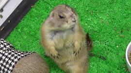 Prairie dogs having fun