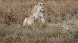 Naughty lion cubs play while lioness gets some peace and quiet