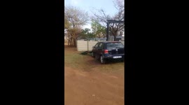 'Angry' peacock sees its reflection for the first time in shiny car and attacks it