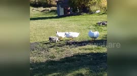 Newsflare Edit - Farmyard Playtime