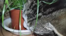 haarbal drinks difficult water
