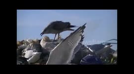 Vultures and seagulls at the town dump