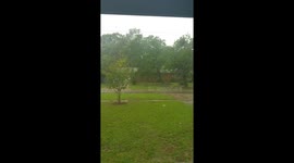 Tree Falling during Hurricane Matthew