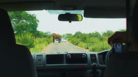 A not so rare completely peaceful encounter with a bull elephant!