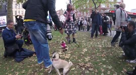 Small dog attacks 'zombie cat lady'