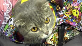 Cats on show in Thailand