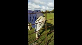 horse with itchy ear