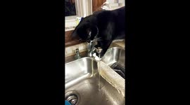 Funny cat thinks kitchen faucet is a watering fountain!