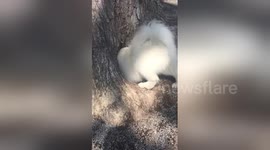 Adorable dogs disappear inside tree