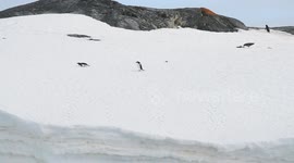 Adelie penguin chase