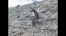 Baby Gentoo penguins chasing an adult to be fed