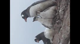 Baby penguin being fed