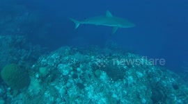 Black tip reef shark in Turks and Caicos