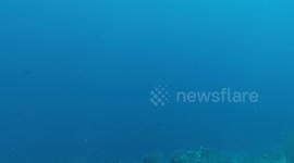 Black tip reef shark in Turks and Caicos