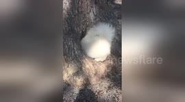 Adorable dogs disappear inside tree