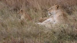 Lioness defends cubs from swooping eagle