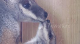 Adorable baby wallaby kisses mum