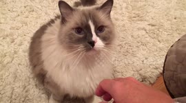 It has been scientifically proven there is a purr-fect way to stroke a cat