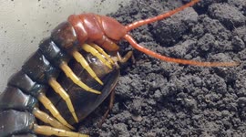 Monster centipede catches and eats a cockroach