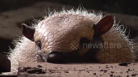 Who would've thought armadillos could be this cute?