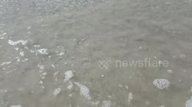 Coquina Clams on Mustang Island, Texas