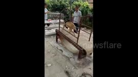 广东汕头:牛人自制赛狗训练机