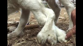 Sheep born with six feet in China
