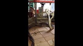 Australian man films two snakes battling it out in his kitchen