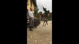 Dog jumps incredibly high from a standing start
