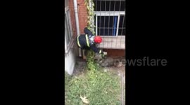Firefighters catch escaped wild boar
