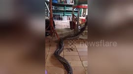 Newsflare Edit - Snake fight