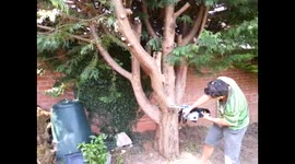 First time with CHAINSAW doesn't go well when cutting down a tree
