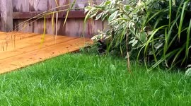Our hedgehogs venturing out during the day!