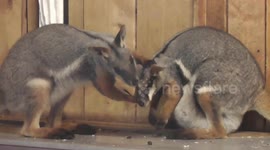Female wallaby rejects male's advances