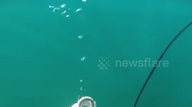 Shark Attacks Spearfisherman in Tampa Florida